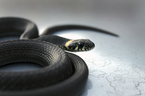 蛇 ペット コーンスネーク