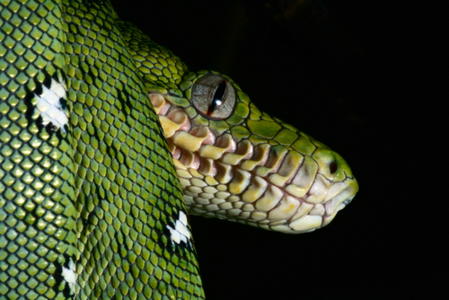 蛇 緑 オレンジ