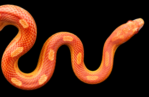 蛇 赤 茶色