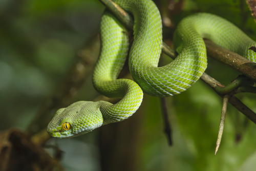 蛇 緑 オレンジ