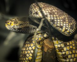 ヘビ 卵 孵化 時期