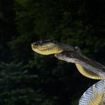 脱皮前の神経質になっている蛇を触ることはできるの？