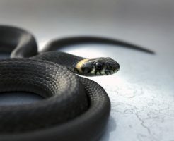 蛇 ペット コーンスネーク