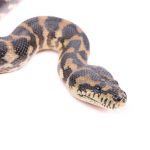 日本の庭で見かける蛇の種類は？