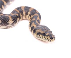 蛇 種類 日本 庭
