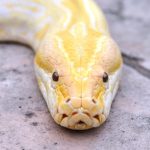 日本に出現する黒蛇、白蛇、ベージュ色の蛇？！