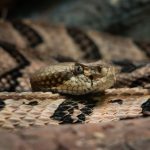 日本の蛇を生で食べると、寄生虫がいるの？！