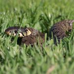 日本の蛇を生で食べると、寄生虫がいるの？！