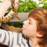 ペットにしてよい蛇の種類と値段は？