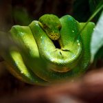 英語圏に蛇の名言はある？意味やスペルは？