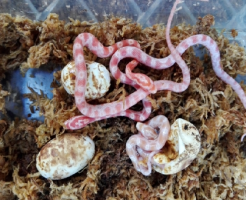 コーンスネーク 卵 孵化